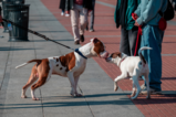 7 Tipps für entspannte Hundebegegnungen beim Spaziergang Aufmacher